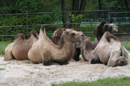 Chorzów Atrakcja Zoo Śląski Ogród Zoologiczny 